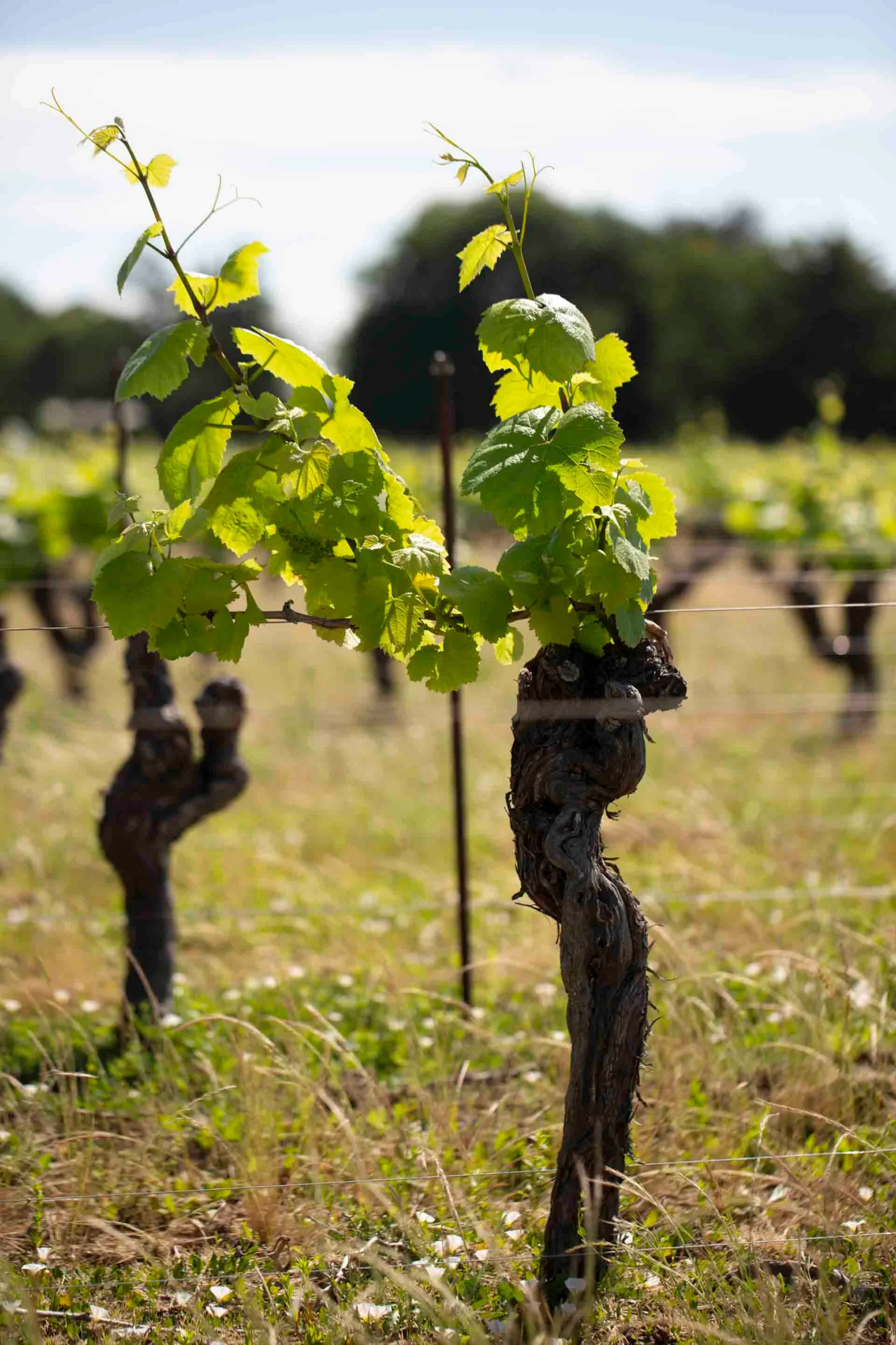 Vigne Cleray webp